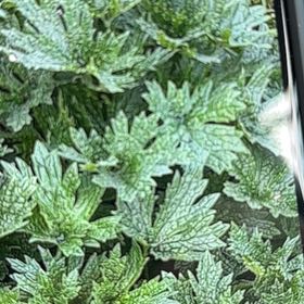 Photo of the plant species Leonurus Cardiaca by @EarlyAlula90 named Athena on Greg, the plant care app