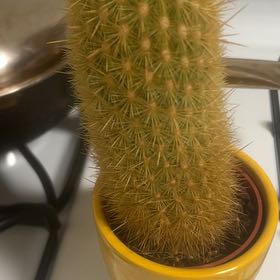 Photo of the plant species Bergerocactus Emoryi by @BrainyDyebush27 named Muhammad Ali on Greg, the plant care app