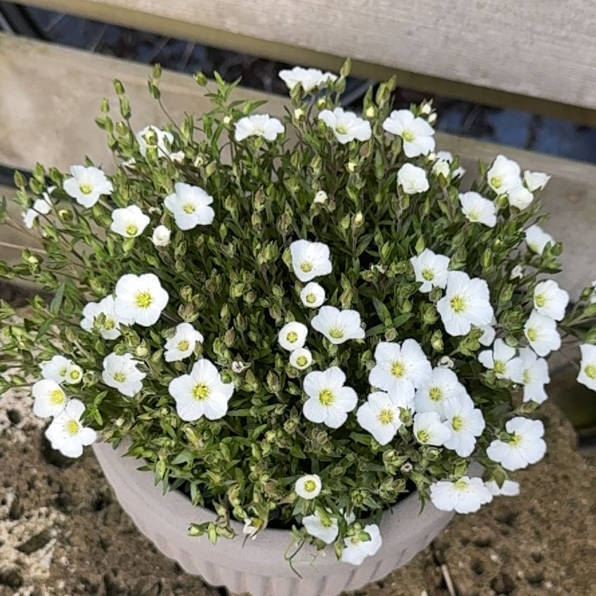 Photo of the plant species Mountain Sandwort by @TryBearcorn9 named Queen on Greg, the plant care app