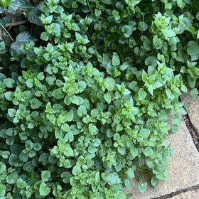 Photo of the plant species Creeping Groundsel by @TryBearcorn9 named Hamilton on Greg, the plant care app