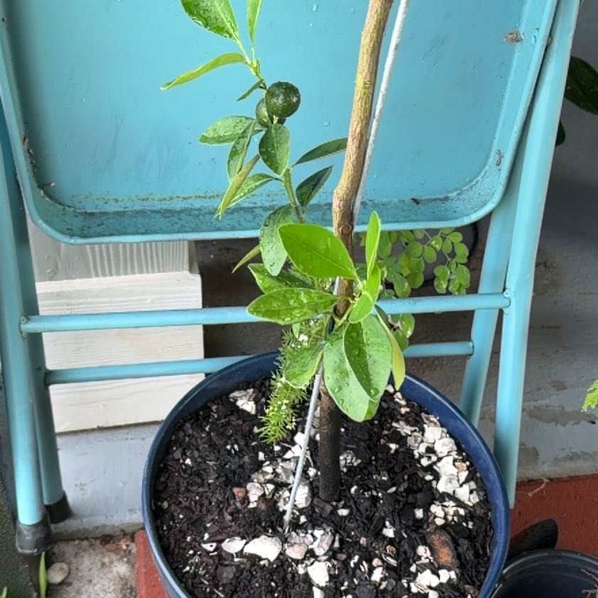 Photo of the plant species calamondin tree by @VeteranLoquat5 named Terra on Greg, the plant care app