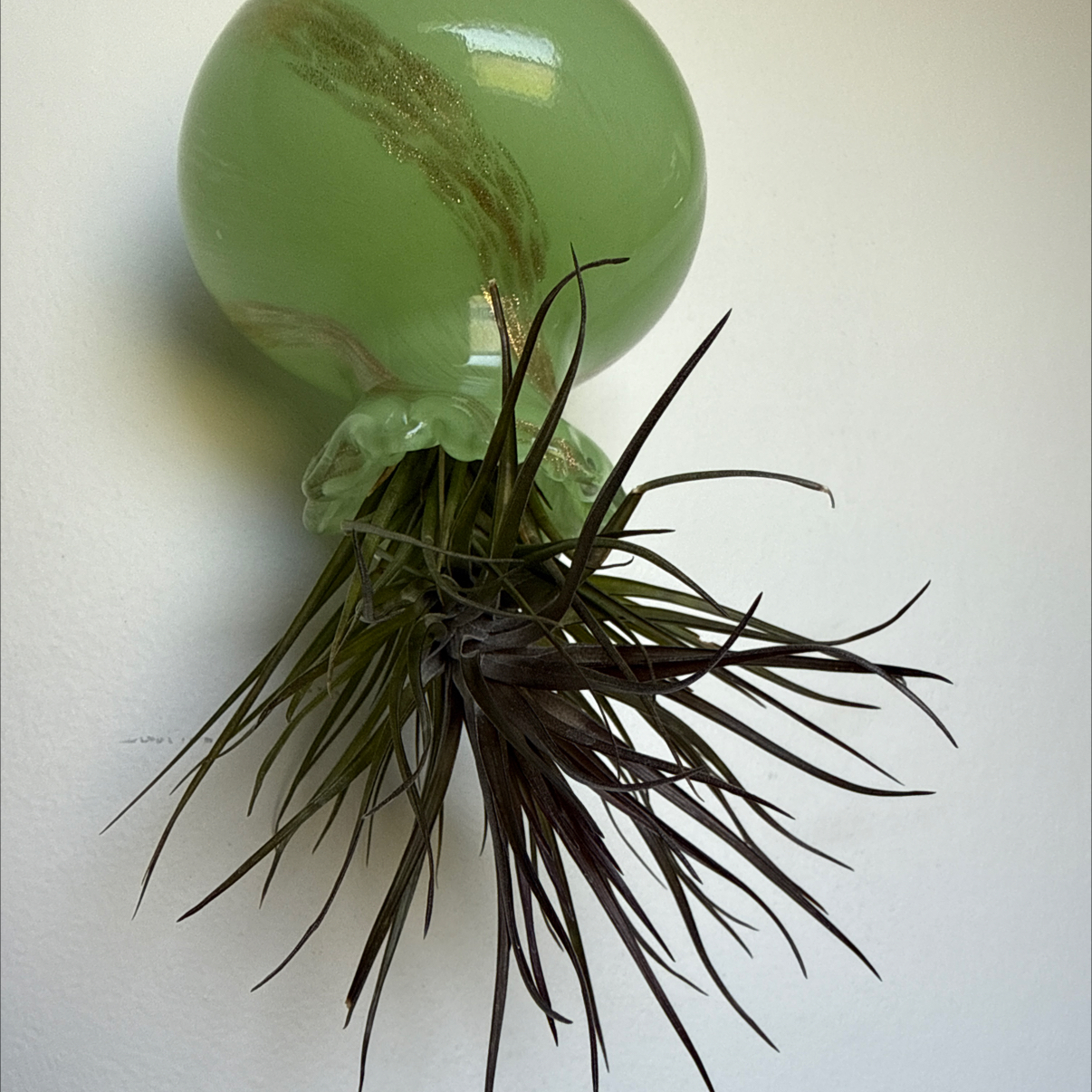 Photo of the plant species Tillandsia tenuifolia by @GardenGrl named Elle on Greg, the plant care app