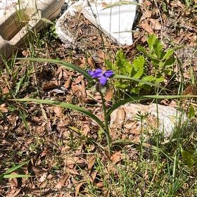 Photo of the plant species Ohio Spiderwort by @PremierNiaouli4 named Oscar on Greg, the plant care app