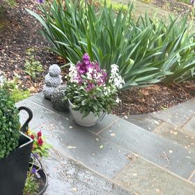 Photo of the plant species Brompton Stock by @PalpablePilea24 named Terra on Greg, the plant care app