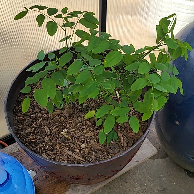 Photo of the plant species Katuk by @YesDidelta19 named Sahara on Greg, the plant care app