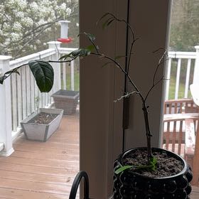 Photo of the plant species Key Lime Tree by @FunRedmint71 named Homer on Greg, the plant care app