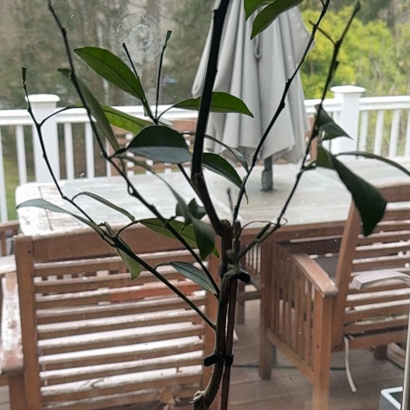 Photo of the plant species Navel Orange by @FunRedmint71 named Rihanna on Greg, the plant care app
