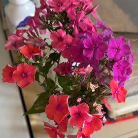 Photo of the plant species Garden Phlox by @OptimalIvy0 named Mollie on Greg, the plant care app