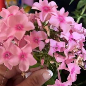 Photo of the plant species Garden Phlox by @OptimalIvy0 named Apollo on Greg, the plant care app