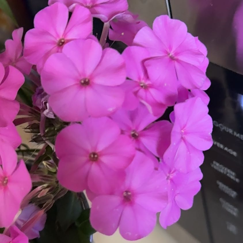 Photo of the plant species Drummond's Phlox by @OptimalIvy0 named Beckham on Greg, the plant care app