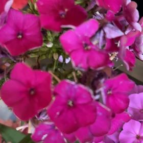 Photo of the plant species Garden Phlox by @OptimalIvy0 named Figyonce on Greg, the plant care app