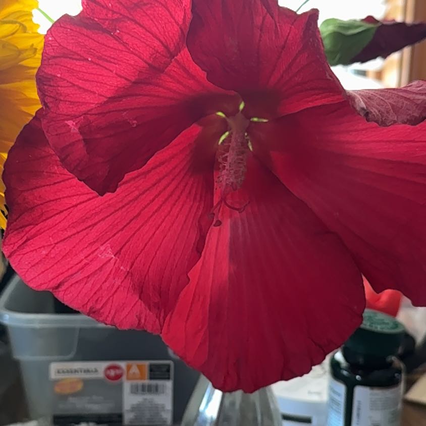 Photo of the plant species Scarlet Hibiscus by @OptimalIvy0 named Foxxy on Greg, the plant care app