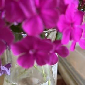 Photo of the plant species Drummond's Phlox by @OptimalIvy0 named Kobe on Greg, the plant care app