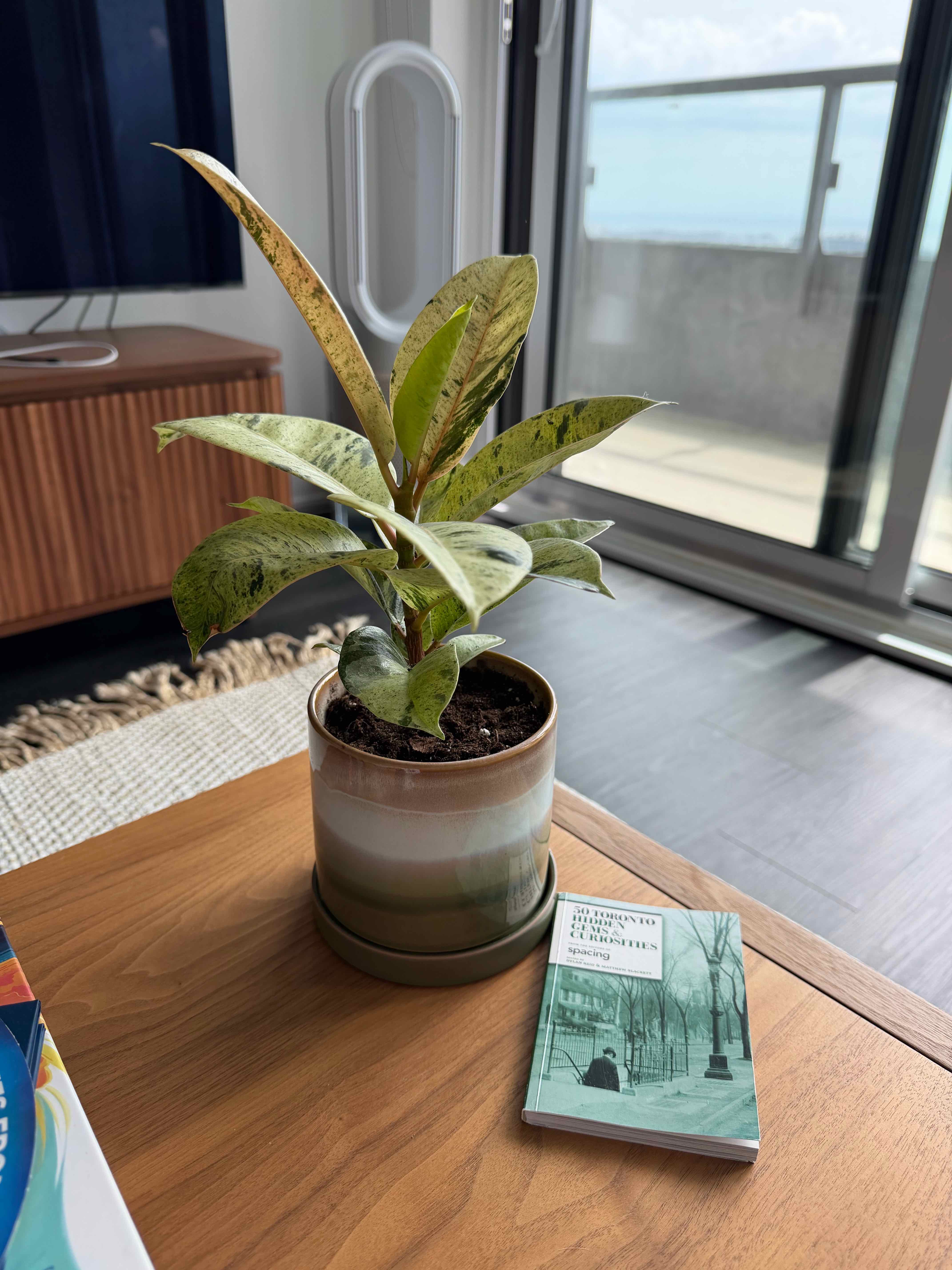 Photo of the plant species Ficus Shivereana by @Fyodor named Yegor on Greg, the plant care app