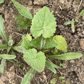 Photo of the plant species Indian Pennywort by @MightyAnise98 named Austen on Greg, the plant care app