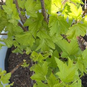 Photo of the plant species Black Currant by @MightyAnise98 named Homer on Greg, the plant care app