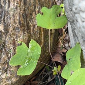 Photo of the plant species Tulip Poplar by @MightyAnise98 named Elle on Greg, the plant care app