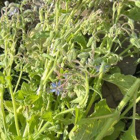 Photo of the plant species Borage by @MightyAnise98 named Winston on Greg, the plant care app