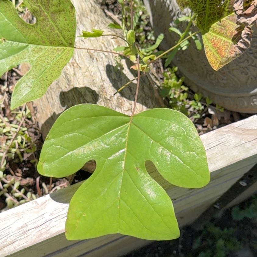 Photo of the plant species Tulip Poplar by @MightyAnise98 named Pax on Greg, the plant care app