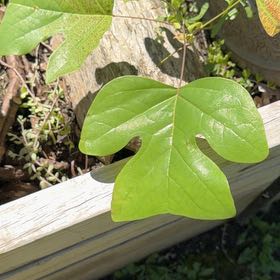 Photo of the plant species Tulip Poplar by @MightyAnise98 named Gaga on Greg, the plant care app