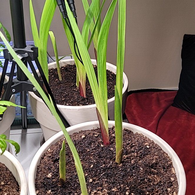 Photo of the plant species Gladiolus by @ProperlyAgboy24 named Luna on Greg, the plant care app