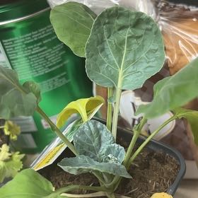 Photo of the plant species Brussel Sprout by @UnfeignedOkra84 named Sprouts on Greg, the plant care app