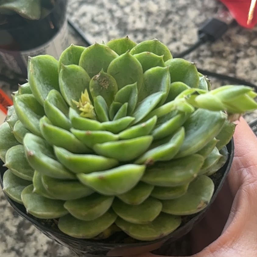 Photo of the plant species Echeveria 'Lime n' Chile' by @EarlyFreesia19 named Emerson on Greg, the plant care app