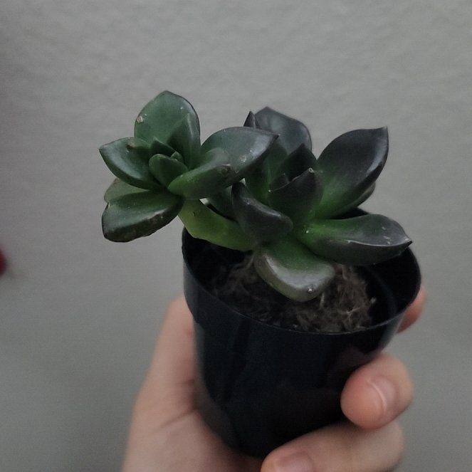 Photo of the plant species Echeveria 'Licorice' by @StatelyDyebush5 named Keanu leaves on Greg, the plant care app