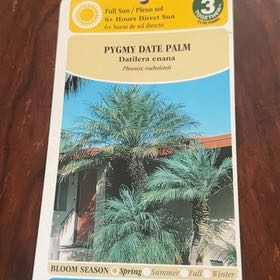 Photo of the plant species Date Palm Tree by @SilkyKaraka35 named Foxxy on Greg, the plant care app