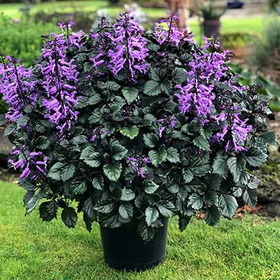 Photo of the plant species Plectranthus ecklonii by @SilkyKaraka35 named Nemo on Greg, the plant care app