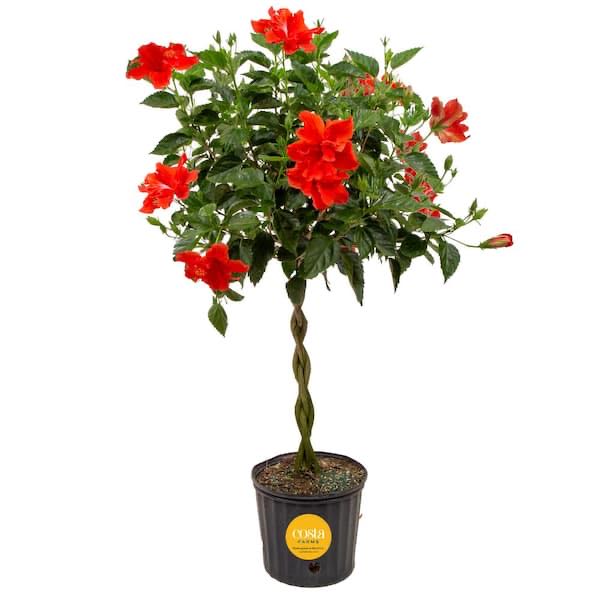 Photo of the plant species Braided Hibiscus by @SilkyKaraka35 named Miley on Greg, the plant care app