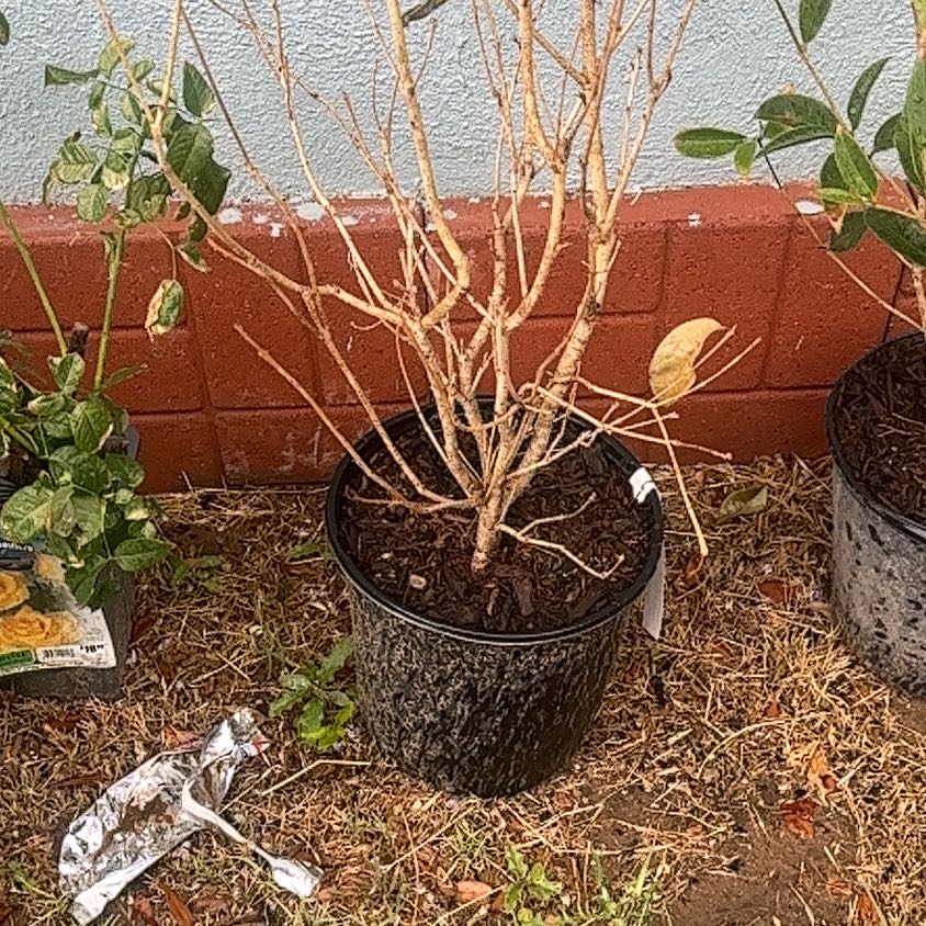 Photo of the plant species Sweet Olive by @SilkyKaraka35 named Sir Plancelot on Greg, the plant care app