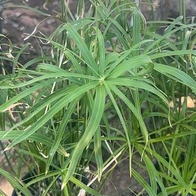 Photo of the plant species Cyperus Alternifolius by @SilkyKaraka35 named Oscar on Greg, the plant care app