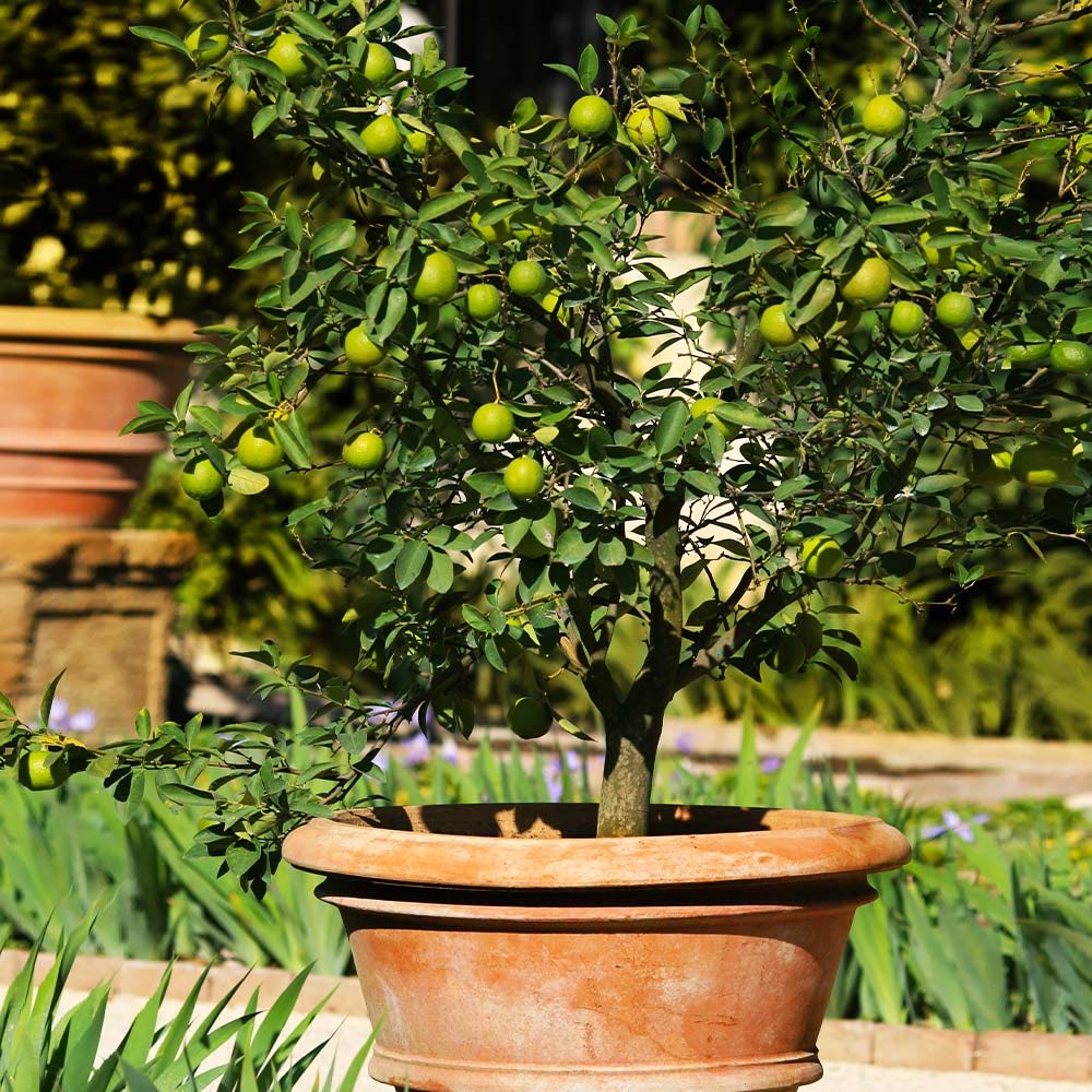 Photo of the plant species Mexican Key Lime Tree by @SilkyKaraka35 named Queen on Greg, the plant care app