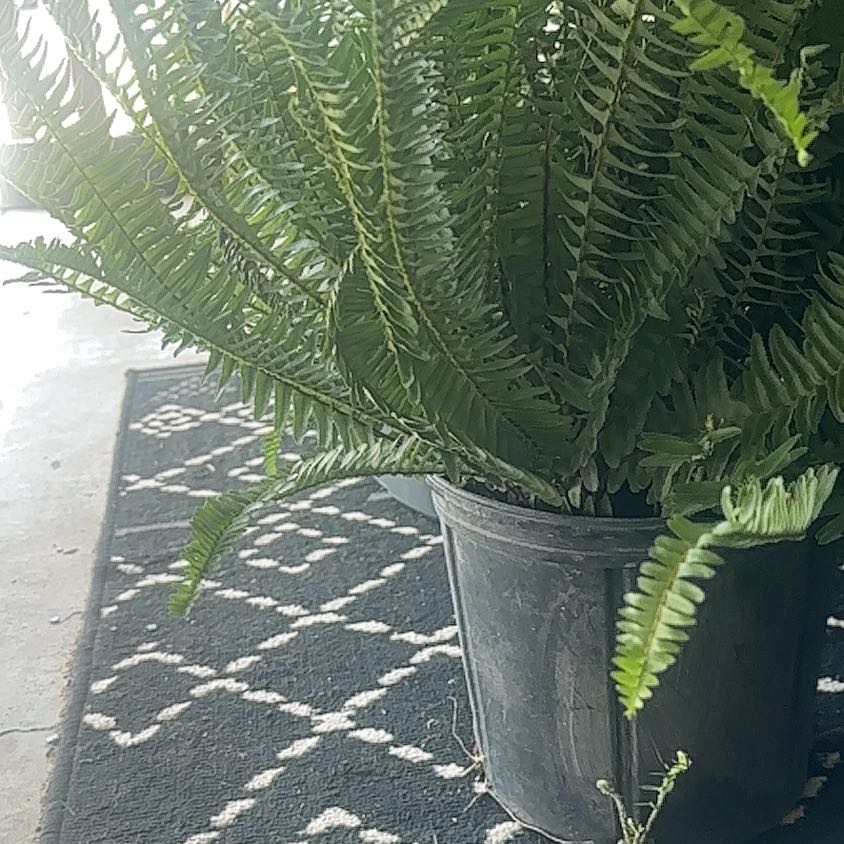 Photo of the plant species Kimberly Queen Fern by @SilkyKaraka35 named Denali on Greg, the plant care app