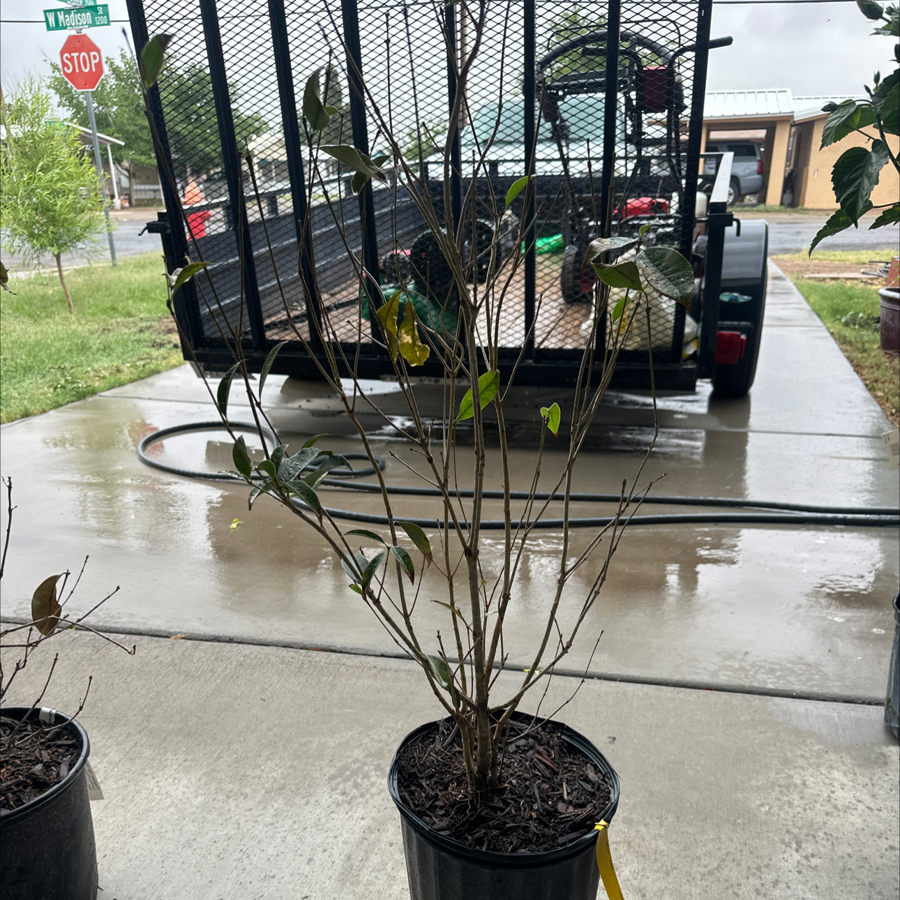 Photo of the plant species Sweet Olive by @SilkyKaraka35 named da Vinci on Greg, the plant care app
