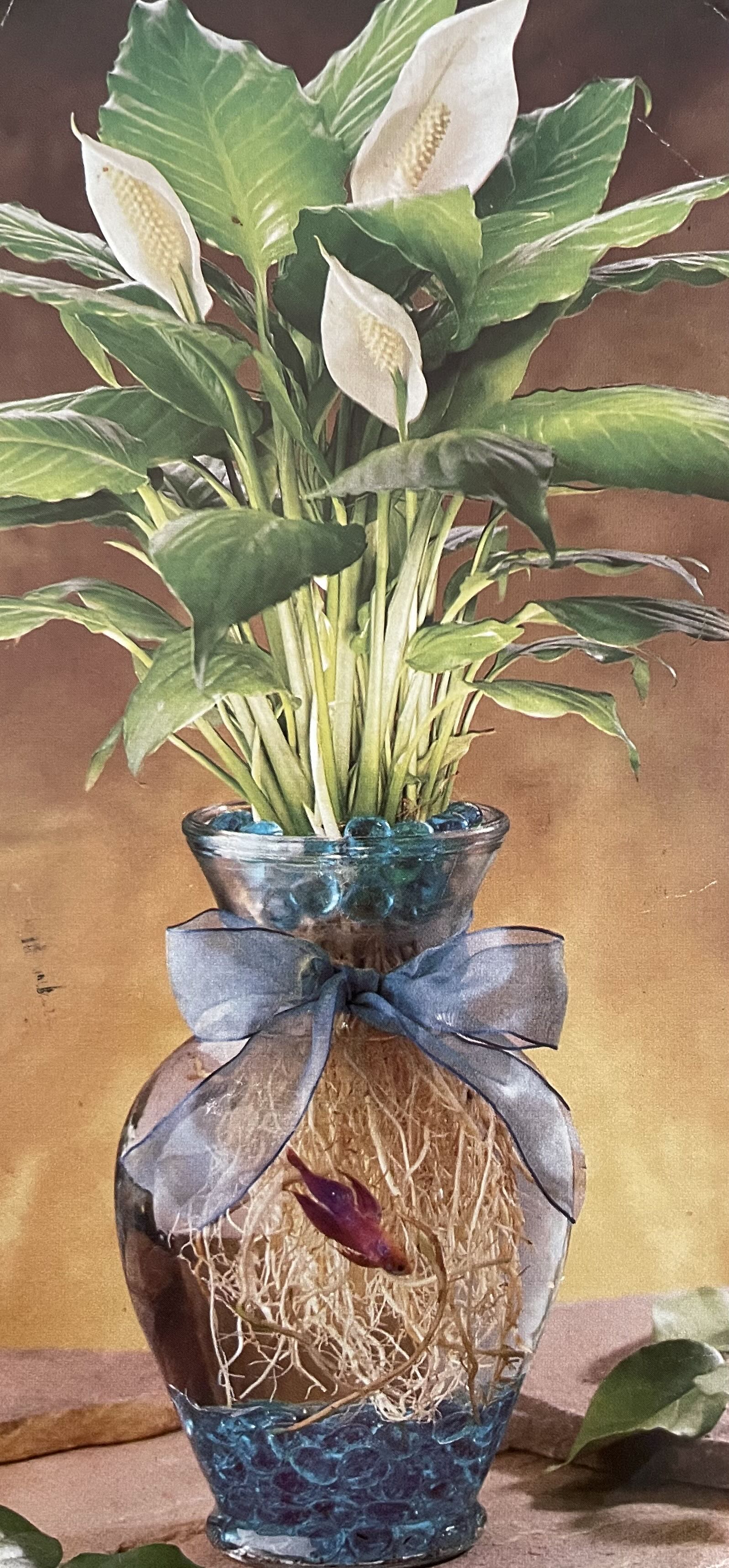 Photo from the post