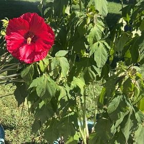 Photo of the plant species Crimsoneyed Rosemallow by @HonuMama1822 named Scarlet O’Hara on Greg, the plant care app