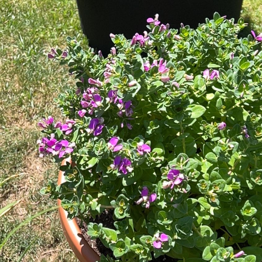 Photo of the plant species Sweet Pea Bush by @ZestyGalega50 named Walt on Greg, the plant care app