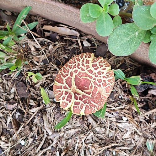 Photo of the plant species Beehive Ginger by @ZealousMarimo85 named Orwell on Greg, the plant care app
