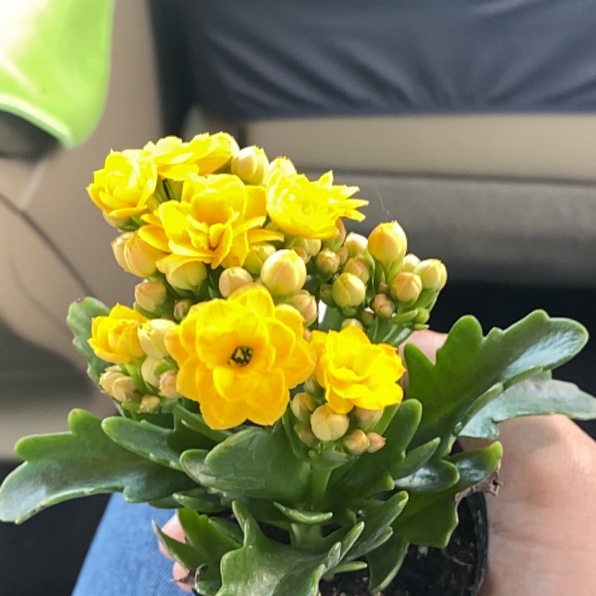Photo of the plant species Kalanchoe blossfeldiana 'Tori Yellow' by @PivotalShallot named Coco on Greg, the plant care app
