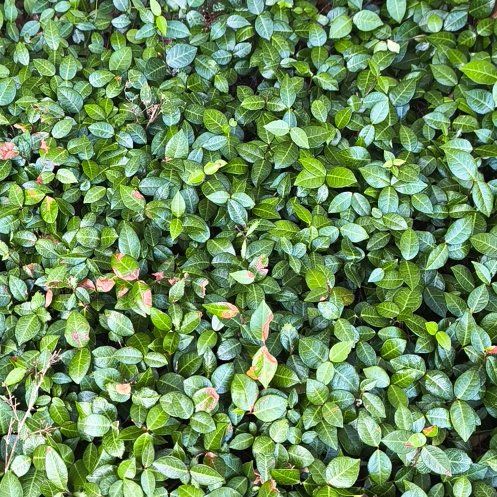 Photo of the plant species Asian Jasmine by @WiseBonsi10 named Sahara on Greg, the plant care app