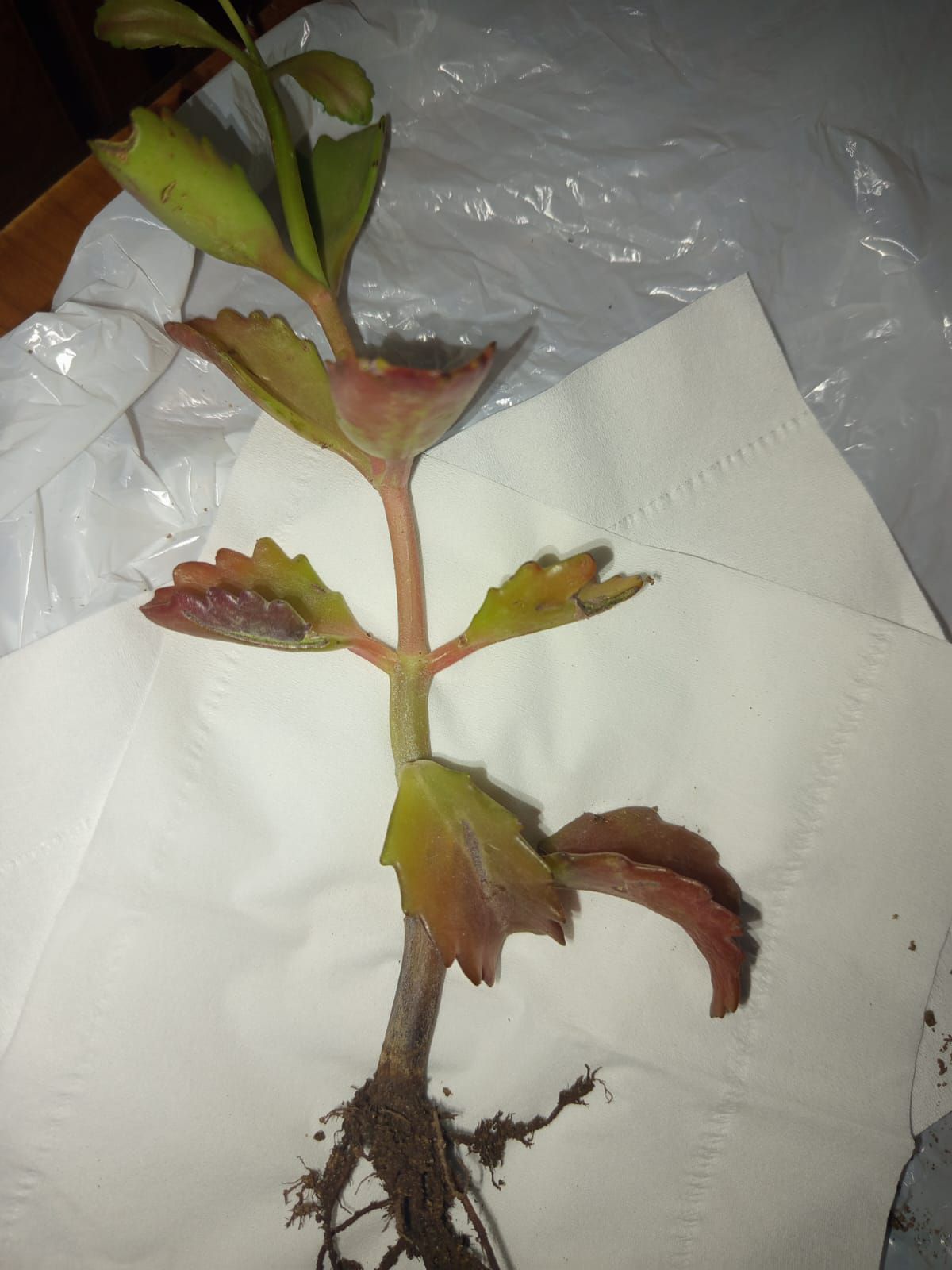 Photo from the post