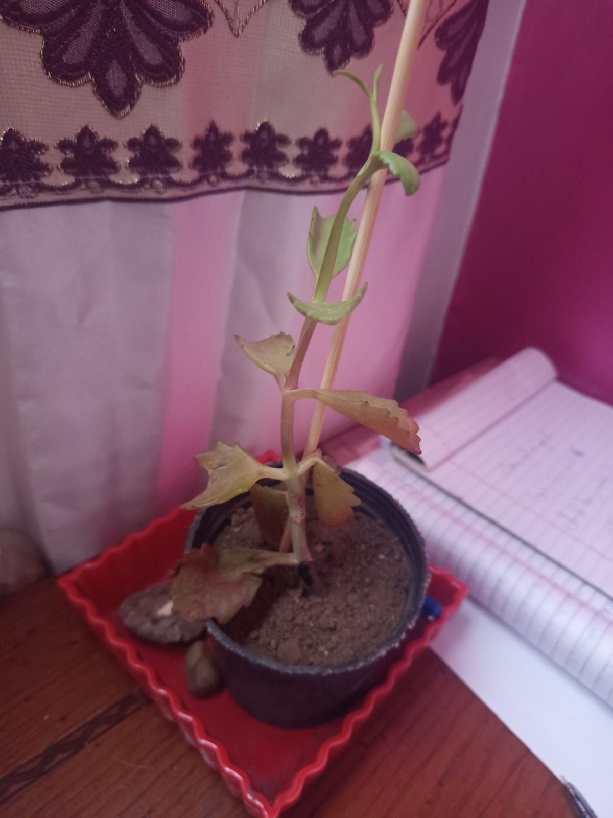 Photo from the post