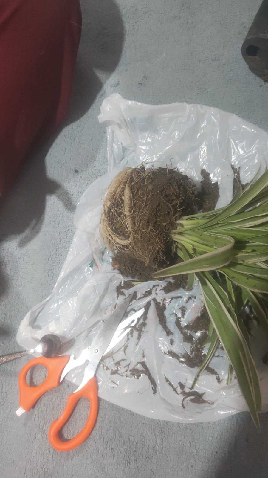 Photo from the post