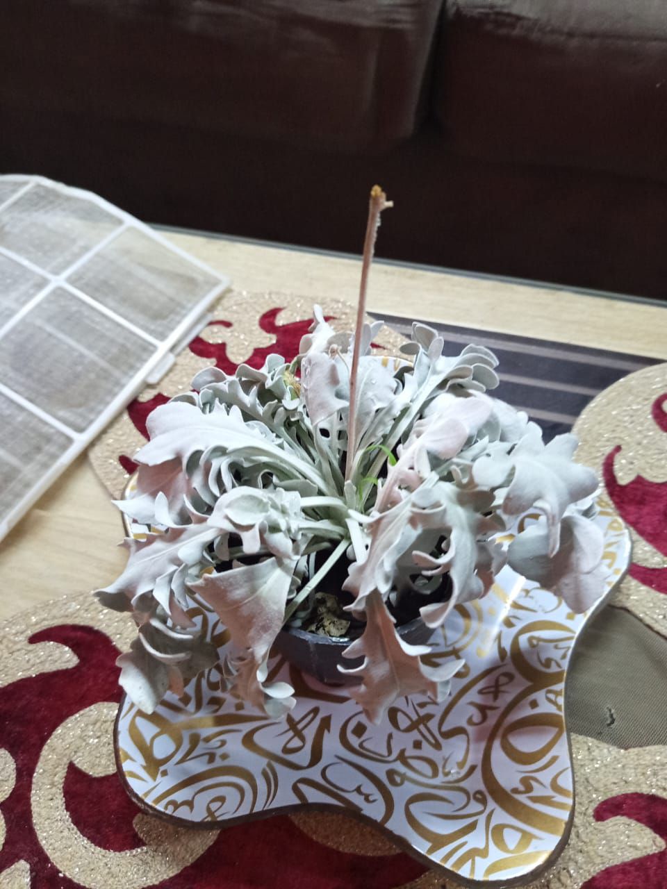 Photo from the post