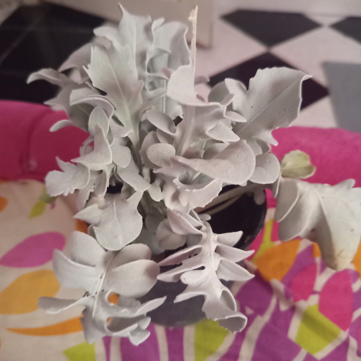 Photo of the plant species Silver Ragwort by @mimo178 named Not very snow white on Greg, the plant care app