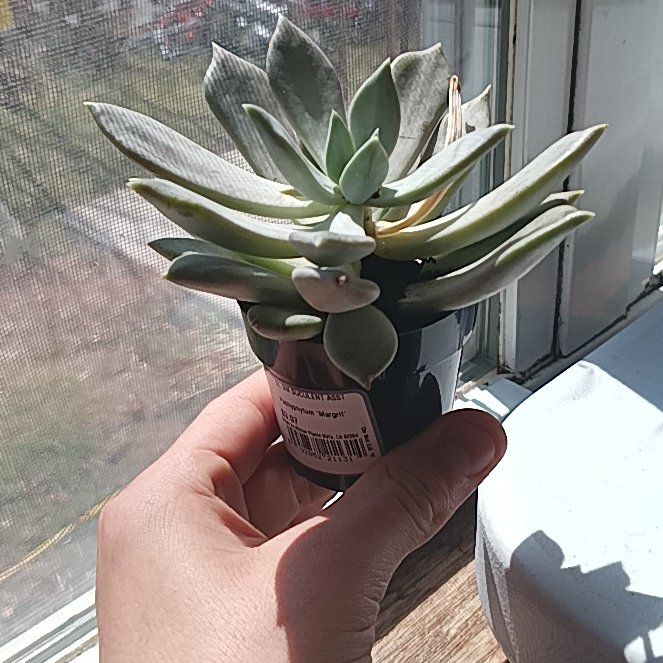 Photo of the plant species Pachyphytum 'Margrit' by @StandupPuriri30 named Gregarious on Greg, the plant care app