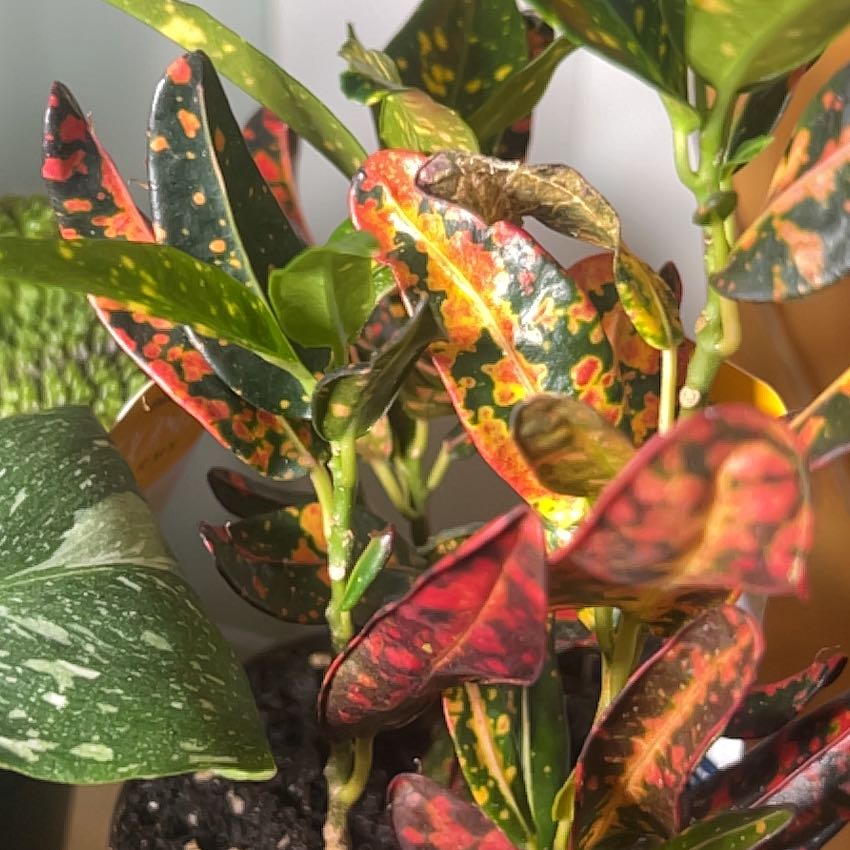 Photo of the plant species Bush on Fire Croton by @PunchyOnion11 named Fernie Saunders on Greg, the plant care app