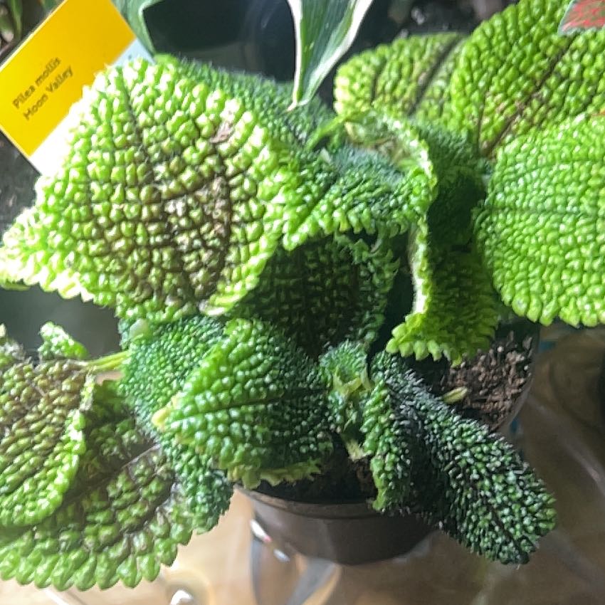 Photo of the plant species Pilea 'Moon Valley' by @PunchyOnion11 named Dolores on Greg, the plant care app